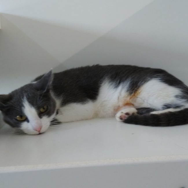 Isis - Chat Européen à adopter