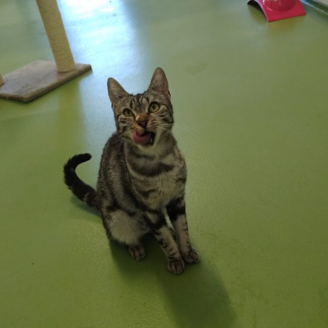 Buyka - Chat Européen à adopter