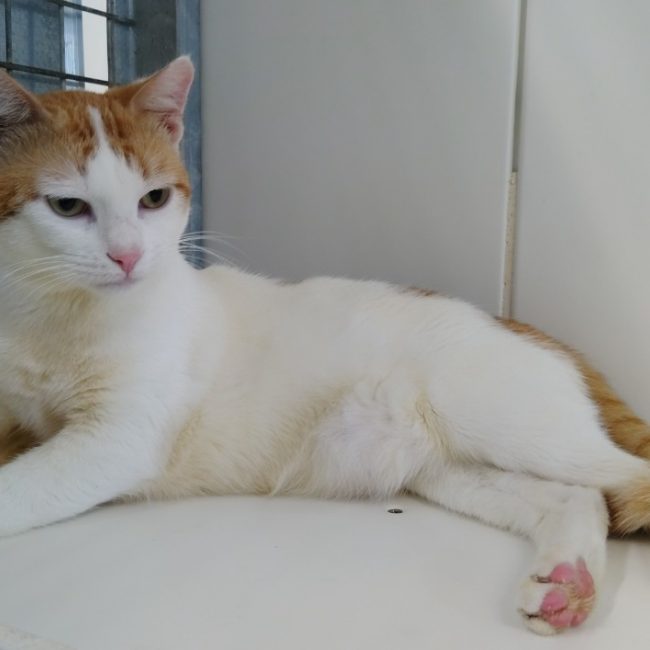 Teddy - Chat Européen à adopter