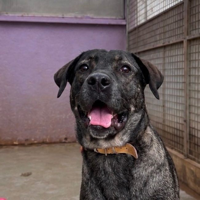 Koss - Chien à adopter