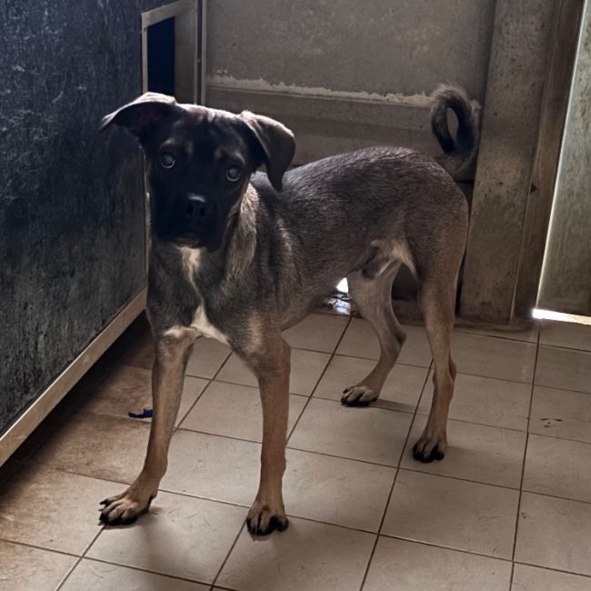 Poupik - Chien à adopter
