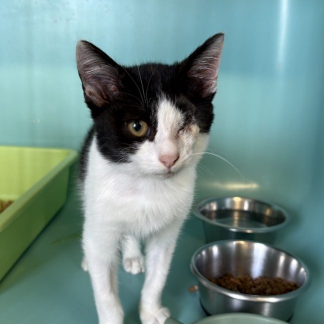 Loupiot - Chat Européen à adopter