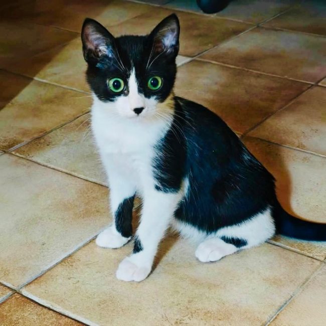 Pawnee - Chat Européen à adopter