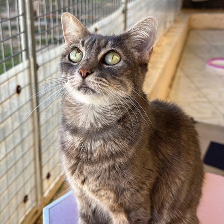 Bella - Chat Européen à adopter