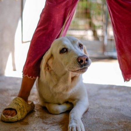 ALASKA - Chien Mâtin Espagnol à adopter