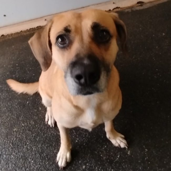 Lola - Chien Berger à adopter