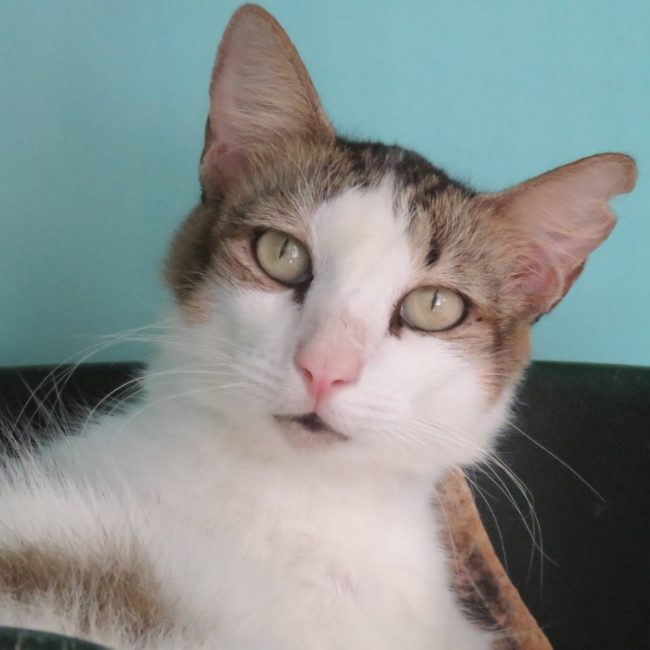 Popeye - Chat Européen à adopter