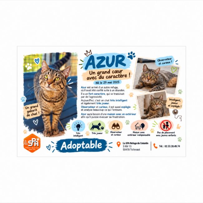 Azur - Chat Européen à adopter
