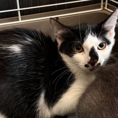 Britannie - Chat Européen à adopter