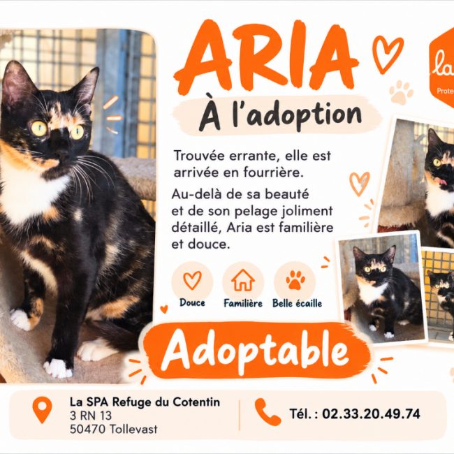 Aria
