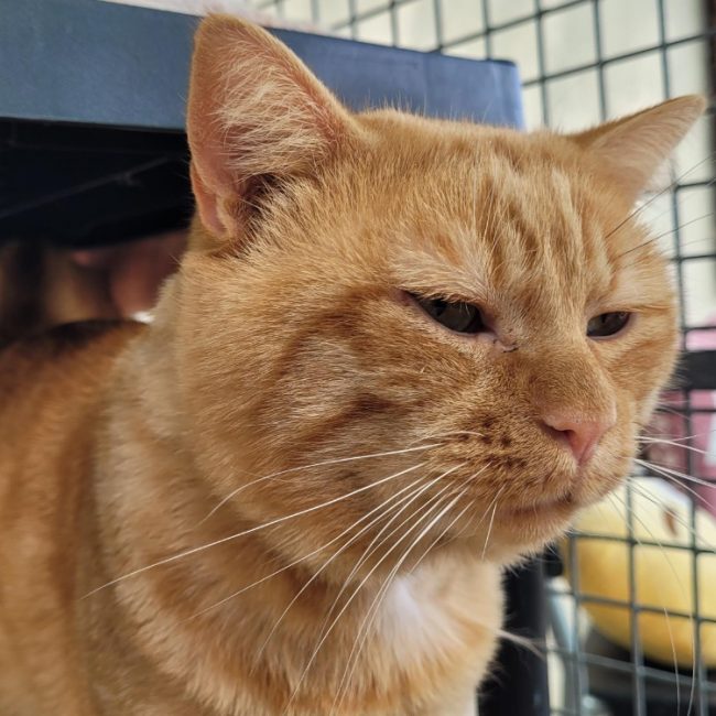 Gatsby - Chat Européen à adopter