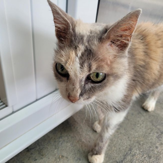Sithys - Chat Européen à adopter