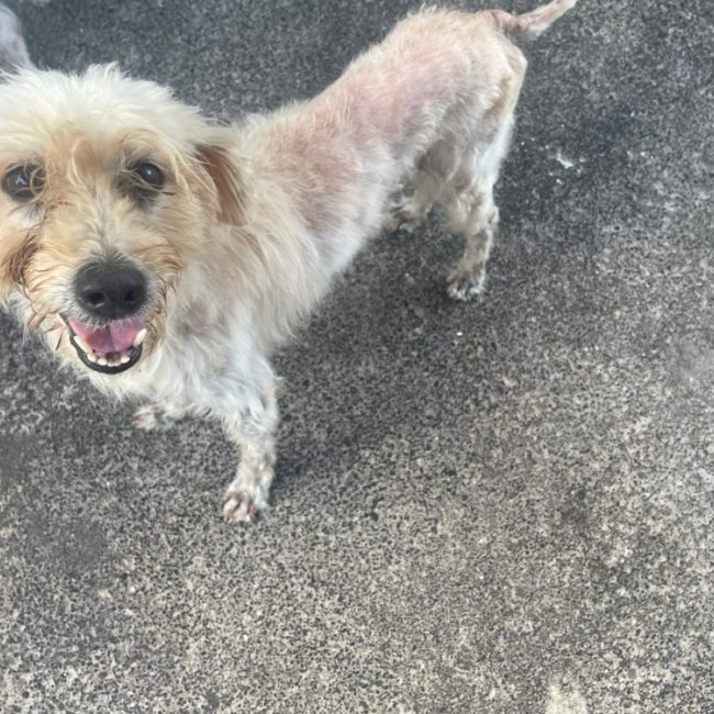 Felicia - Chien à adopter