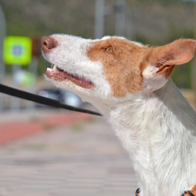 ORZA - Chien Podenco Ibicenco à adopter