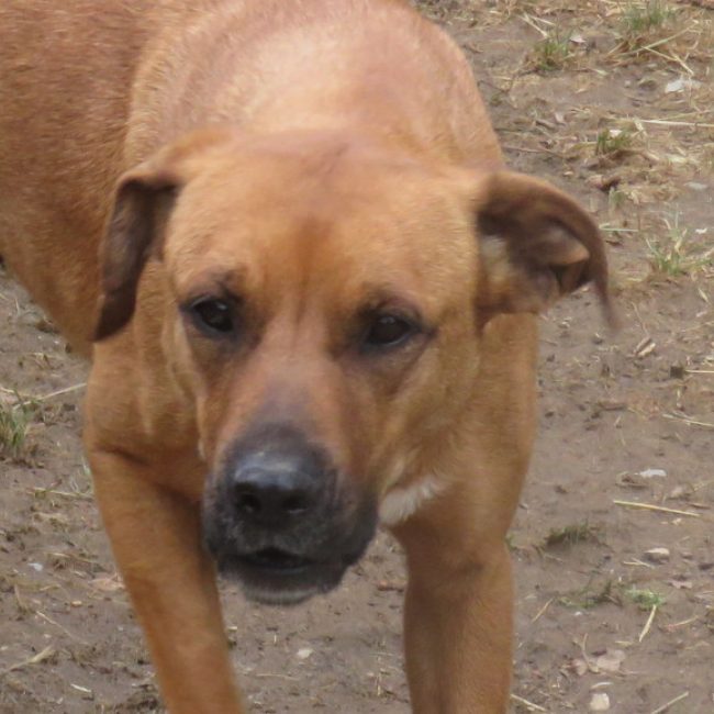 Djadja - Chien à adopter