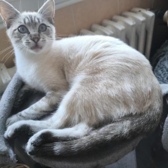 Timor - Chat Européen à adopter