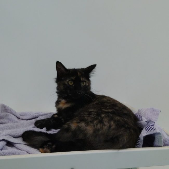Clémentine - Chat Européen à adopter