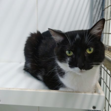 Félix - Chat Européen à adopter