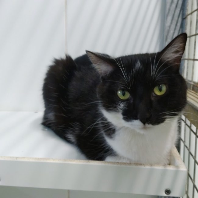 Félix - Chat Européen à adopter