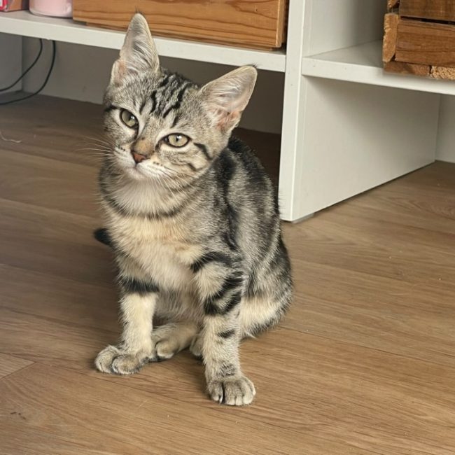 Naya