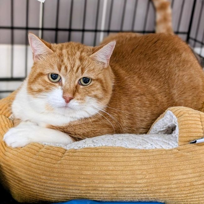 Simba - Chat Européen à adopter