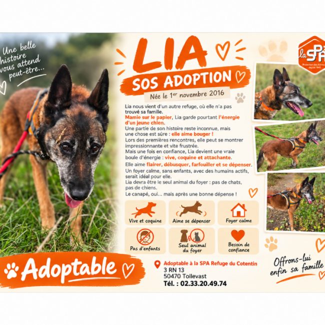 Lia en sos urgent - Chien Berger Belge Malinois à adopter