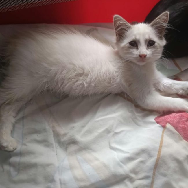 Flocon - Chat Européen à adopter