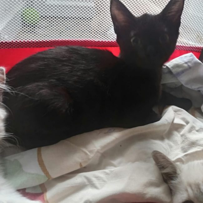 Choco - Chat Européen à adopter