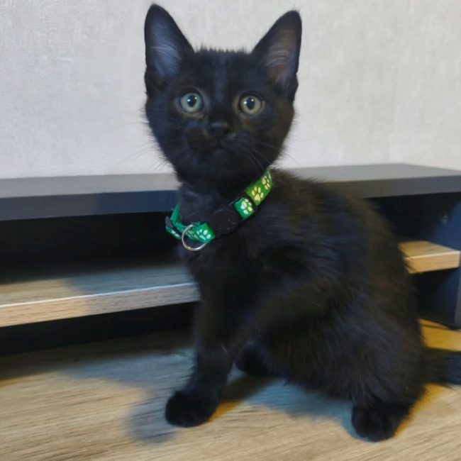 Bouffi - Chat Européen à adopter