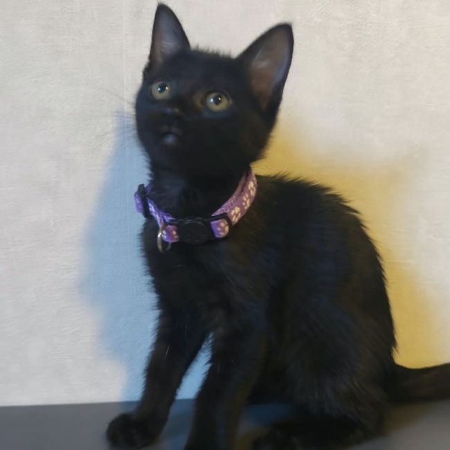 Brindille - Chat Européen à adopter