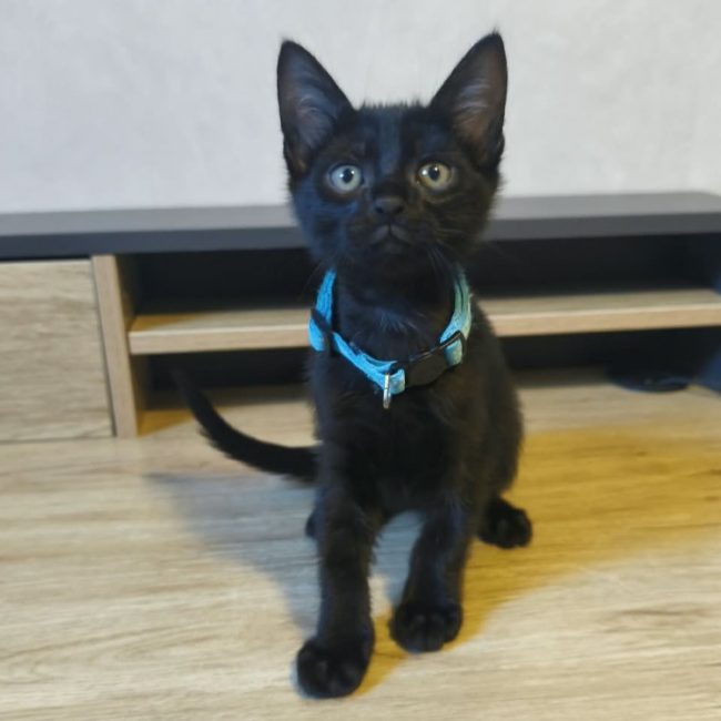 Boutchou - Chat Européen à adopter