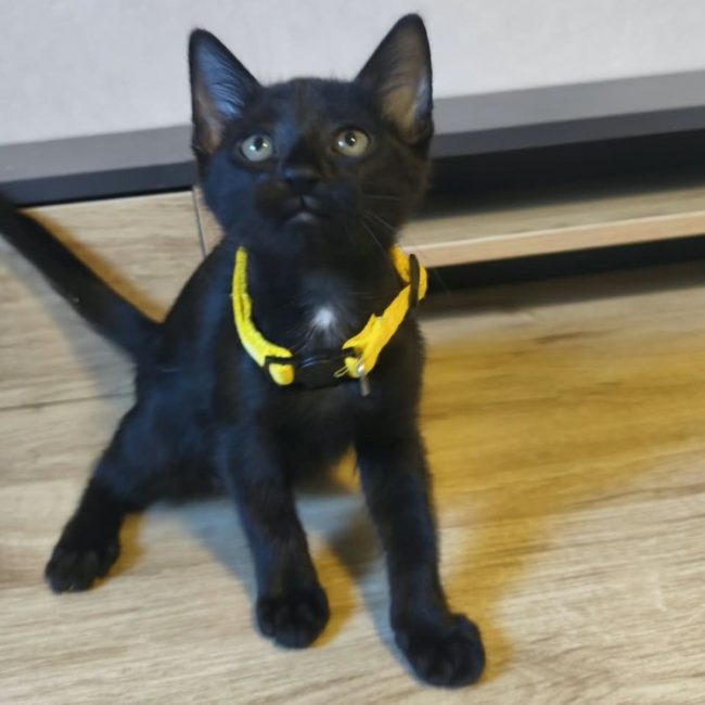 Bidulette - Chat Européen à adopter