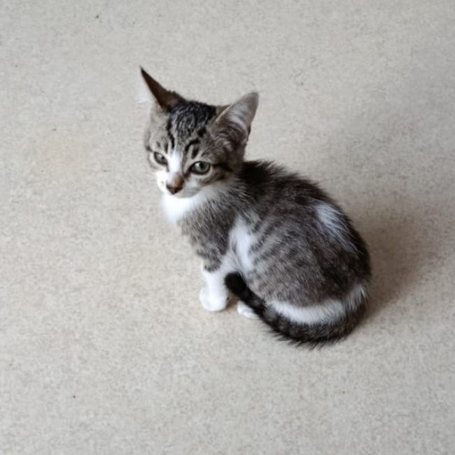 Sophia - Chat Européen à adopter