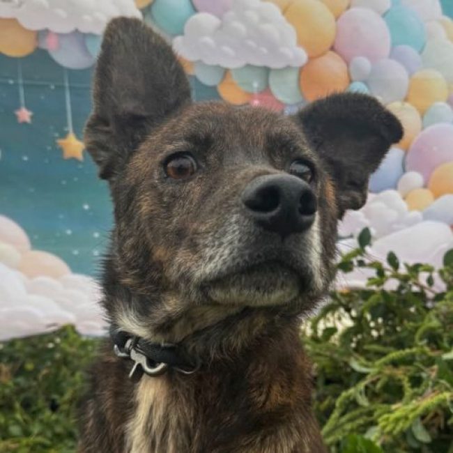 CAMILLO - Chien à adopter
