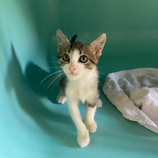 Bamy - Chat Européen à adopter