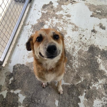 Valkiry - Chien à adopter