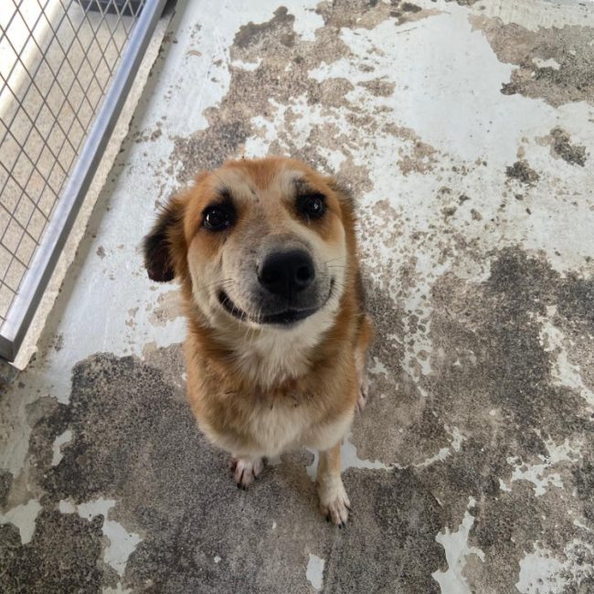 Valkiry - Chien à adopter