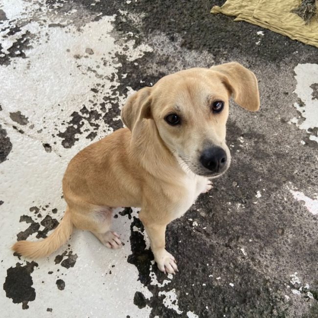 Softy - Chien à adopter