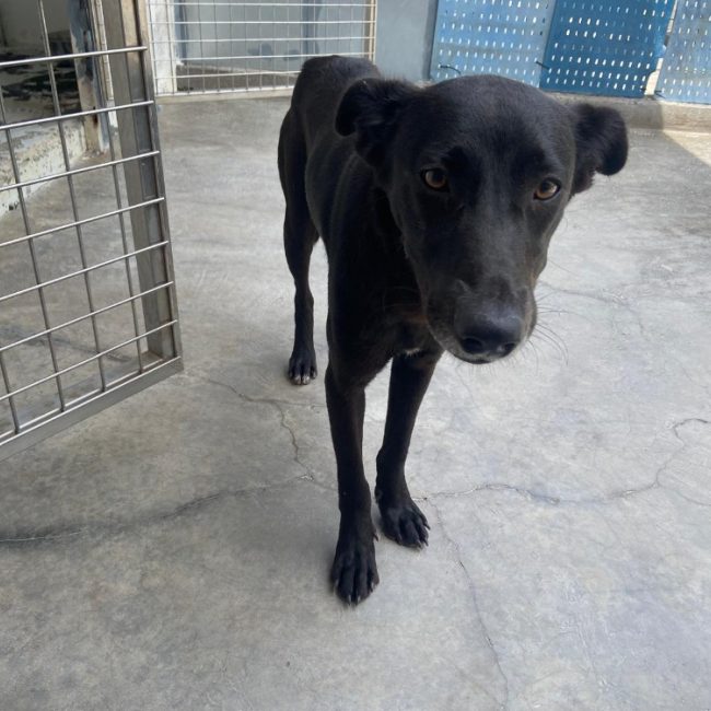 Niger - Chien à adopter