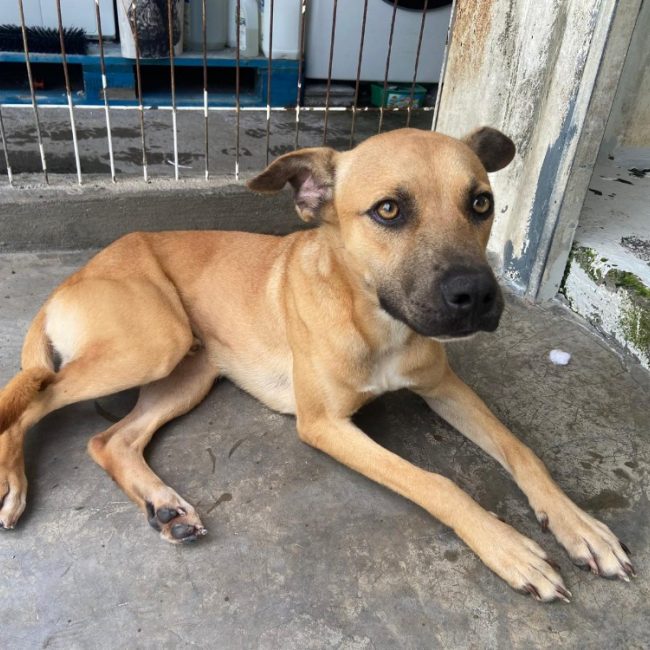 Nice - Chien à adopter