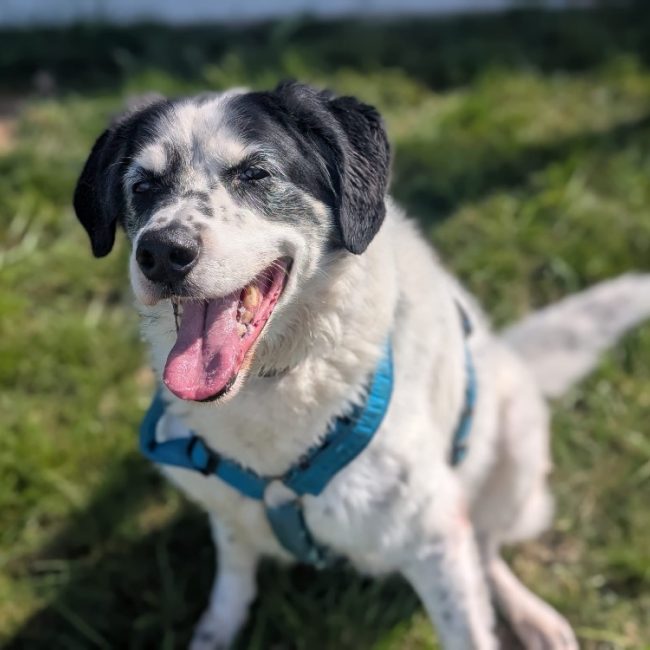 Milo - Chien Border Collie à adopter