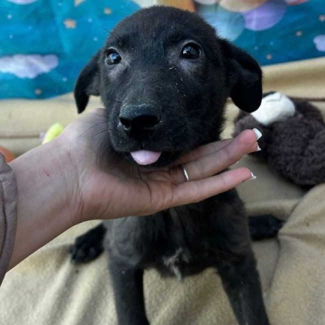 LILO - Chien à adopter