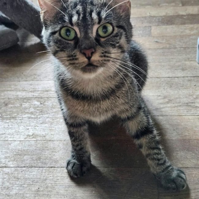 BAB'S - Chat Européen à adopter