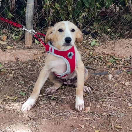 Joy - Chien à adopter