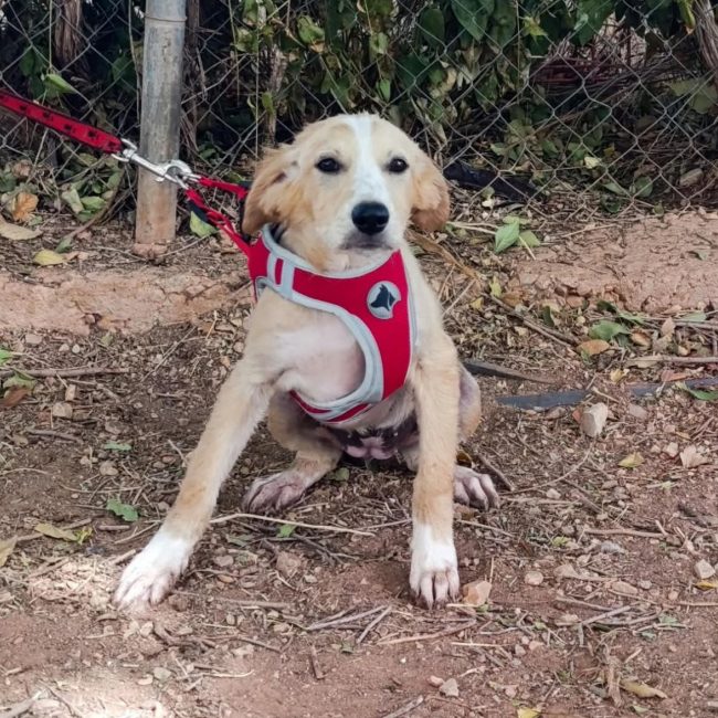 Joy - Chien à adopter