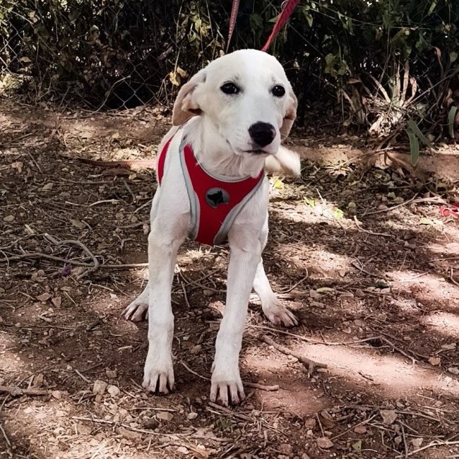 Stella - Chien à adopter