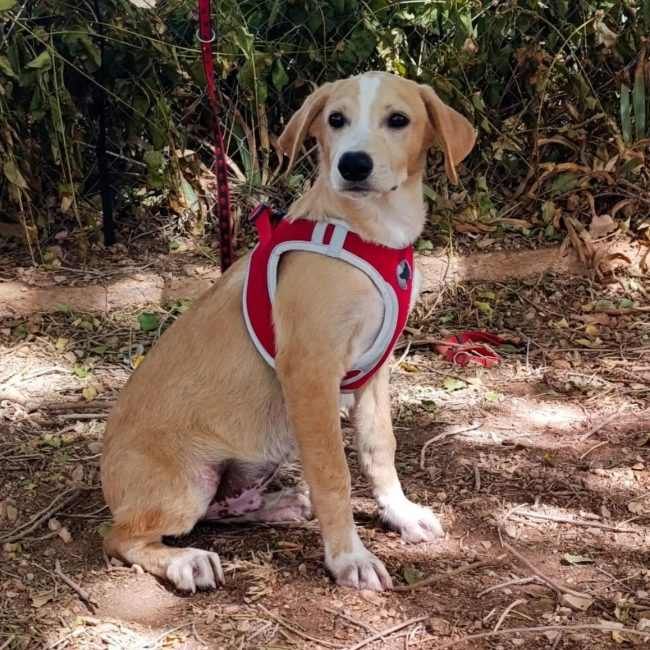 Amico - Chien à adopter