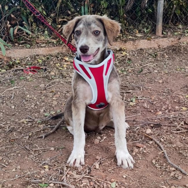 Emily - Chien à adopter