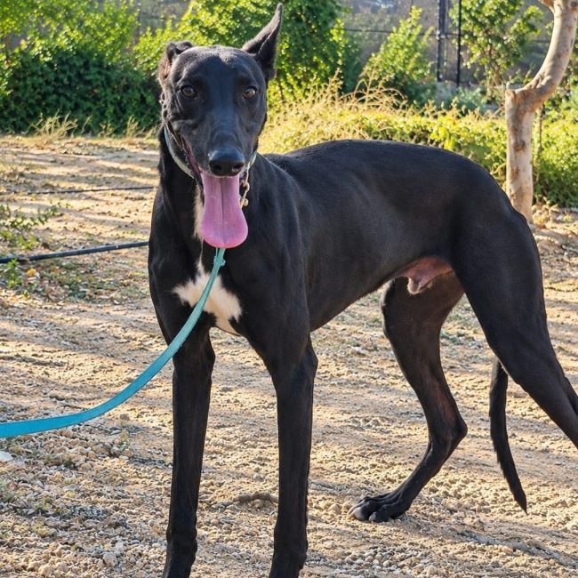Ciclón - Chien à adopter