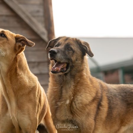 Francky - Chien à adopter